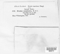 Jafnea semitosta image